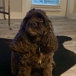 Meet your Posher, Cecilia